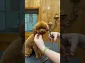 Cutest poodle puppy face transformation