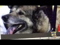 Download Lagu Update on dog injured in hit and run