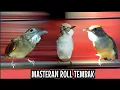 Download Lagu GURU VOKAL MURAI BATU MATERI ROLL TEMBAK || KAPAS TEMBAK-BRINJI KELABU-CUCAK JENGGOT