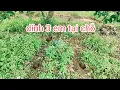 Download Lagu Bẫy chim cút. Đơn giản nhưng hiểu khó miêu tả