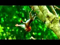 Download Lagu Oh God! Newborn Baby monkey falls from a tall tree 50m, Looking pitiful. #babyleo #monkeys