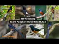 Download Lagu Suara Pikat Murai Batu Terbaru | Dijamin 1000% Burung Liar di  Hutan Pasti Datang  | Ampuuuh !!