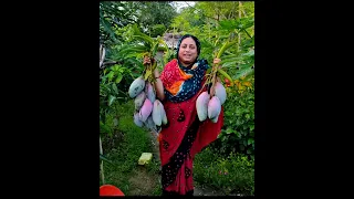 আমাদের বাগানের রেড আইভরি বা চিয়াং মাই আম, এত সুন্দর যে গাছ থেকে পাড়তে মায়া লাগছে Mehek kitchen