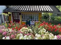Download Lagu 85-jarige opa en 80-jarige oma leiden een eenvoudig leven in de bergen 🏔️❤️