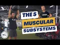 The 5 Muscular Subsystems - Chapter 7 NASM-CPT Exam Study Prep