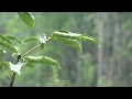 Som de Chuva sem Trovão para Dormir e Relaxar - Sons Relaxantes da Natureza - Sons de Agua