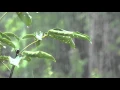 Download Lagu Som de Chuva sem Trovão para Dormir e Relaxar - Sons Relaxantes da Natureza - Sons de Agua