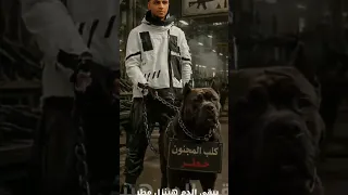 كلبي المجنون خطر   دندنها