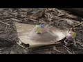 The Goon Sax - She Knows (Official Music Video)