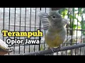 Download Lagu Terampuh! Pancingan Burung Opior Jawa Gacor