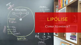 Como Acontece a Lipólise?  (Metabolismo de Gordura)