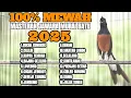Download Lagu MASTERAN MEWAH MURAI BATU BONGKAR ISIAN LOMBA TERBAIK SEPANJANG MASA 100% AMPUH BIKIN LAWAN JUARA