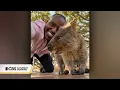 Social media fame fuels conservation efforts for Australia's quokkas