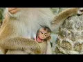 Download Lagu Can't Stop Laughing...Little Funny Monkey JONAS Looks Extremely Joking As She Aims To Milk