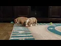 6 week old bully pups