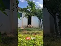 Download Lagu Meer dan alleen afbeeldingen: tabelvormige diffusiemodellen