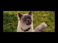 Marmaduke Carlos versus the dogs