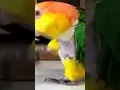 Download Lagu Master Chef Bird! - Daily Animal Videos #25