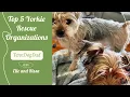 Top 5 Yorkshire Terrier Rescue Organizations