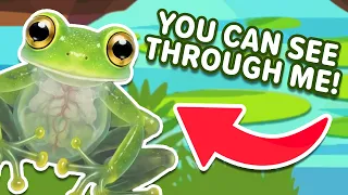 Glass Frogs Are Amazing! | KLT Wild