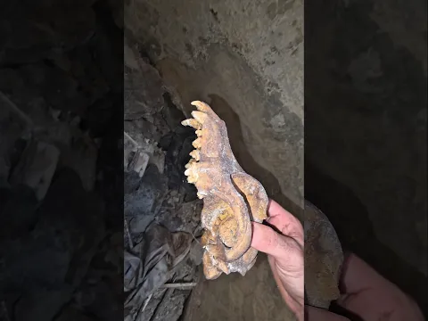 Encontramos Cadaver de Perro en Hoyo ! 🐕🩸