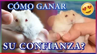 Download Cómo DOMESTICAR a mi HAMSTER MP3