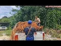 Download Lagu AKI ATOI AND THE GENG SABIT BUAH SAWIT DAN TERUS DI JUAL DENGAN HASIL YANG MEMUASKAN //