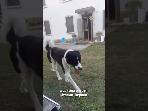 Привет из Италии от Кузьмы.😊