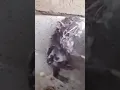Download Lagu baru kali ini tikus mandi pake sabun 😂😂😂