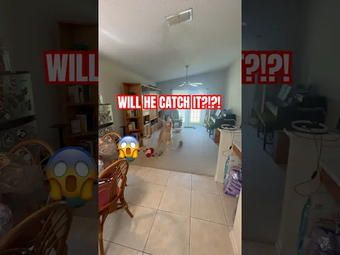 Will Roscoe Catch The Ball? 🎾😂 #goldenretriever #dailycatch #pets