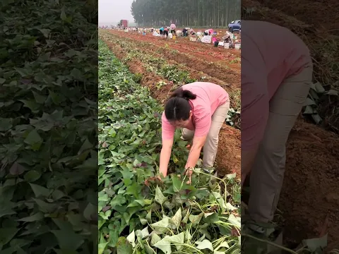 remove potatoes harvest #shorts #agriculture