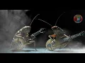 Download Lagu Cicada, Wasp, Spider and Roaches Unite to Thrash \