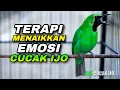 Download Lagu CUCAK IJO GACOR TERAPI AMPUH MENAIKKAN EMOSI IJO BAHAN AGAR CEPAT NEMBAK JAMBUL NGENTROK MP3