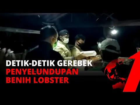 Polisi Berhasil Menggagalkan Penyelundupan Benih Lobster ke Vietnam Dan Singapura | tvOne