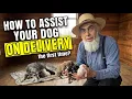How to assist your Dog during Whelping - the delivery process