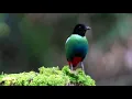 Download Lagu Hooded Pitta #burung #birds #bird