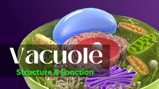 Vacuole Vacuole structure and function Vacuole class 11