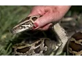 Learn How to Hunt Burmese Pythons