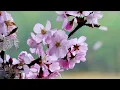 LoFi / Chillhop Spring 2023 Mix