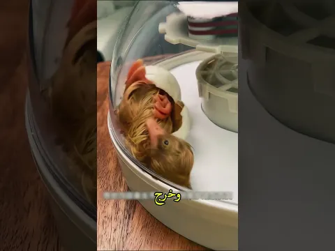 قصة البطة المعجزة ❤️🥰 #shorts #قصص #اكسبلور