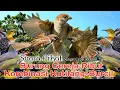 Download Lagu MP3.. Suara Pikat Burung Gereja Ribut Kombinasi Kutilang+Burcil..