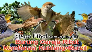 mp3 suara pikat burung gereja ribut kombinasi kutilang burcil 