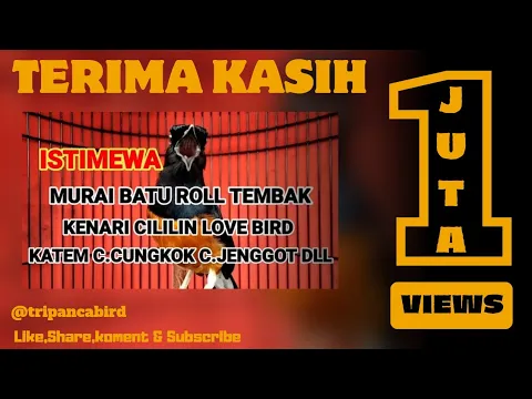 Download MP3 Murai Batu Hutan Nembak Isian Istimewa‼