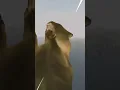 Download Lagu 1 JUMP THROUGH MORROWIND WITH MEMES #memes #morrowind #experience #elderscrolls #elderscrollsmeme