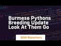 Burmese pythons breeding update look at them go