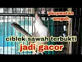perawatan ciblek sawah,,dehder,, prenjak klik-klik, cepat gacor
