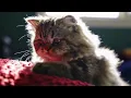 A little kitten play a pillow