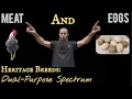 Heritage Breed Chickens The Dual-Purpose Spectrum and a BONUS Bird