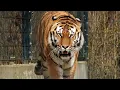Lagu Chilling Tiger Roar in the Deep Jungle | Raw Tiger Sound!