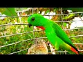 Download Lagu burung serindit bunyi memanggil lawan...!!!